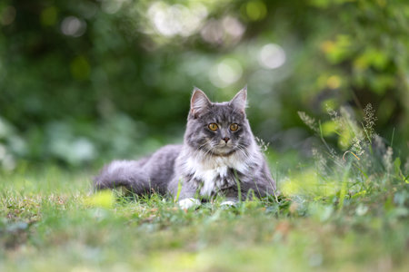 cat with white paws and fluffy tail lying on grass outdoors in nature observing the back yard on a summer dayの写真素材