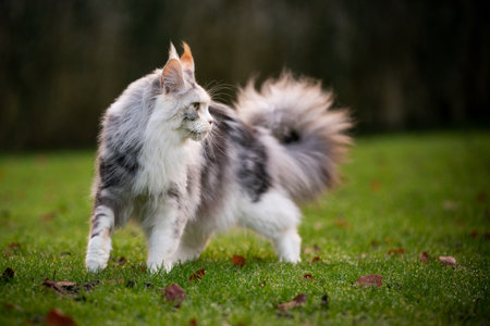 black torbie silver highwhite maine coon cat with fluffy tail walking on grass with some autumn leaves outdoors in natureの写真素材