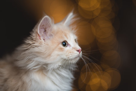 close up portrait of a cream tabby maine coon kitten looking to the side in front of warm bokeh lightsの写真素材