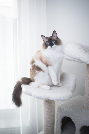 Seal Bicolour Ragdoll Cat sitting on a white scratching postの写真素材