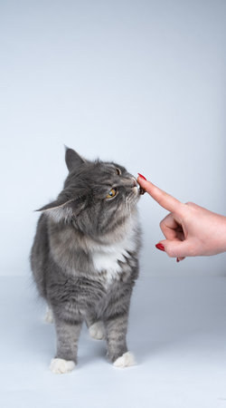 young cat licking cat malt for digestive health off a finger from female human hand on white studio background with copy spaceの写真素材