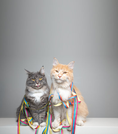 funny portrait of two maine coon cats sitting side by side amid colorful paper streamer looking at camera with copy spaceの写真素材