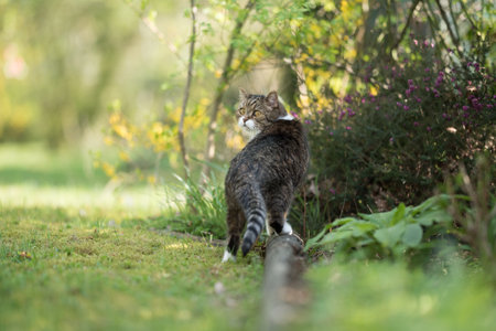 tabby white british shorthair cat walking onto a tree bole looking back over shoulder