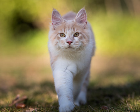 front view of a cream colored beige white maine coon kitten walking towards camera looking at itの写真素材