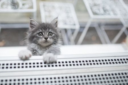 playful blue tabby maine coon kitten trying to get on a radiator next to windowの写真素材