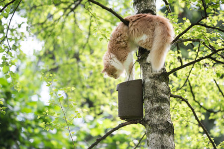 young cream tabby beige white maine coon cat climbing on birch tree trying to catch birds in bird house attached to tree trunkの写真素材