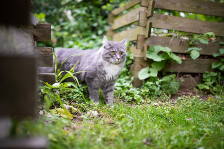 cat standing on grass outdoors in the back yard between two wooden compost heaps looking ahead curiouslyの写真素材