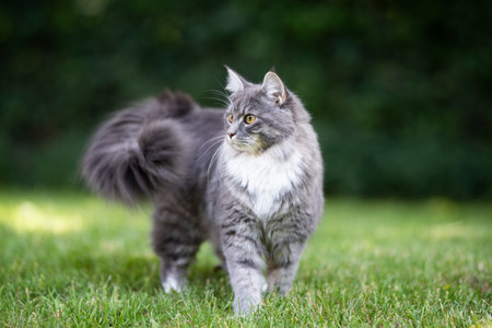 blue tabby maine coon cat with white paws and fluffy tail standing on grass in the garden looking to the sideの写真素材