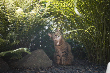 tabby domestic shorthair cat standing under a bush of pampas grass smelling on a culmの写真素材