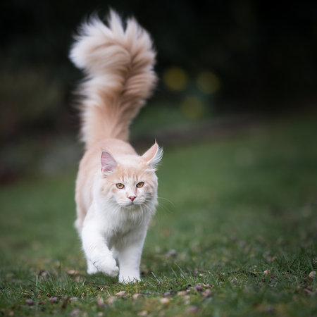 cream colored beige white maine coon kitten with extremely long fluffy tail walking towards camera looking at it outdoors in the gardenの写真素材