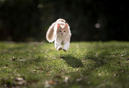 front view of a cream colored beige white maine coon kitten jumping over the lawn towards camera looking at it in the sunlightの写真素材