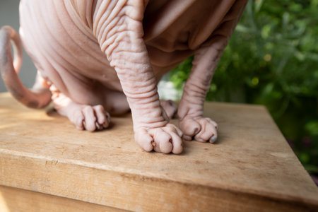 close up of hairless sphynx cats paws sitting outdoors on wooden stoolの写真素材