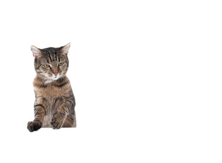 tabby shorthair cat isolated on white background banner with copy space putting paws on table rearing up looking to the sideの写真素材