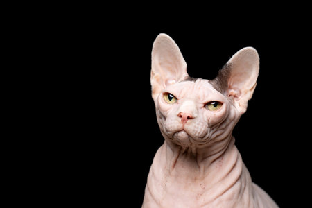sphynx naked cat studio portrait on black backgroundの写真素材