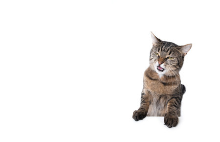 tabby cat isolated on white background leaning on banner with copy space putting paws on table looking funnyの写真素材