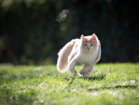 young playful cream tabby maine coon cat running towards camera in the gardenの写真素材