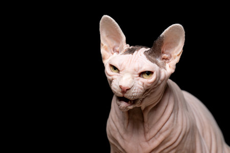 studio portrait of a sphynx naked cat meowing on black backgroundの写真素材