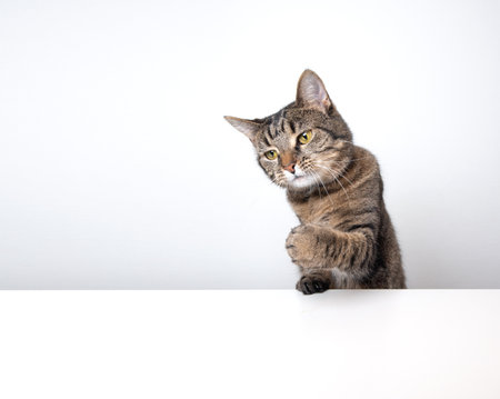 tabby cat isolated on white background banner with copy space begging for treats stretching out paw reaching for foodの写真素材