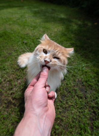 human hand feeding young cream tabby white ginger maine coon cat with dry food treat outdoors on grass on a sunny dayの写真素材