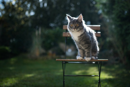 young blue tabby maine coon cat sitting on a garden chair in the back yardの写真素材