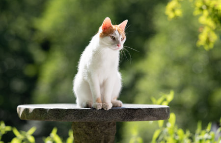 white ginger cat sitting on a stone table outdoors looking to the side in front of green bokeh with copy spaceの写真素材