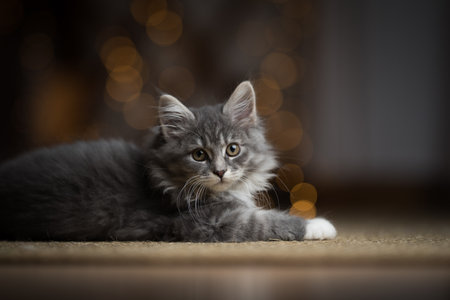 side view of a blue tabby maine coon kitten lying on the carpet in front of light string bokehの写真素材