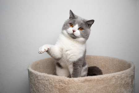playful blue white british shorthair cat sittiing on pet bed raising pawの写真素材