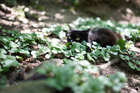 black cat on the hunt in the forest. domestic cat crouching on the ground observing prey on a sunny dayの写真素材