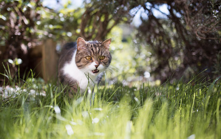 tabby white british shorthair cat outdoors looking at grass with open mouthの写真素材