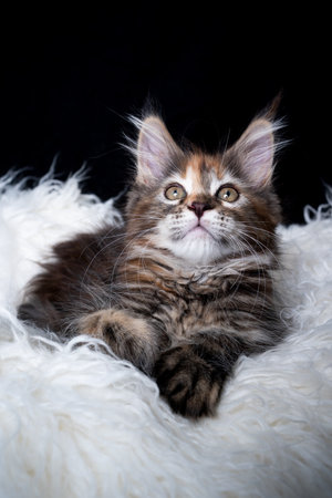portrait of a cute 8 week old maine coon kitten resting on white fake fur in front of black background looking up curiouslyの写真素材