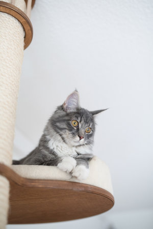 blue tabby maine coon kitten relaxing on cat tree platform looking downの写真素材