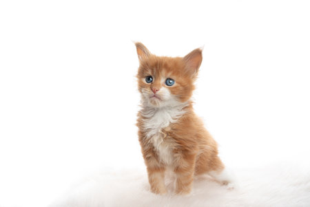 studio portrait of a cute 5 week old ginger maine coon kitten sitting on fur isolated on white backgroundの写真素材