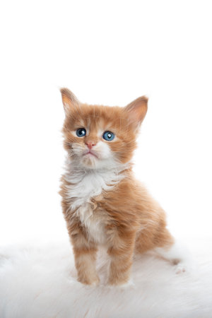 studio portrait of a cute 5 week old ginger maine coon kitten standing on fur isolated on white backgroundの写真素材