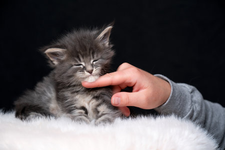 pet owner stroking tired maine coon kitten resting on fingerの写真素材