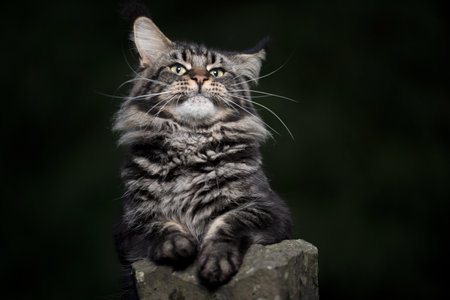 cute black classic tabby maine coon cat leaning on a stone outdoors at night looking at camera surprisedの写真素材