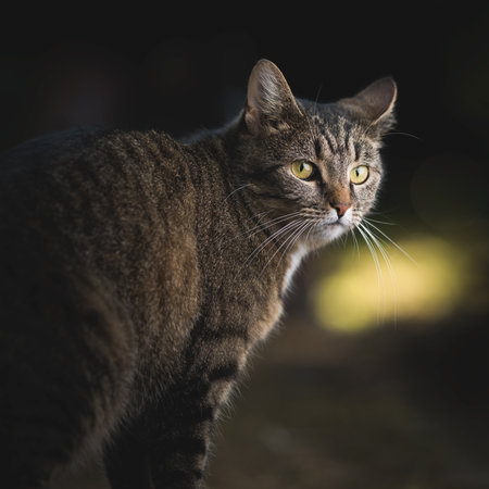 illuminated close up portrait of a tabby domestic shorthair cat in the garden looking back over shoulderの写真素材