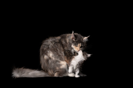 studio portrait of 8 week old maine coon kitten with cat mother kissing isolated on black background with copy spaceの写真素材