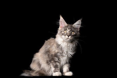 studio portrait of a beautiful blue tabby maine coon cat looking at camera isolated on black background with copy spaceの写真素材