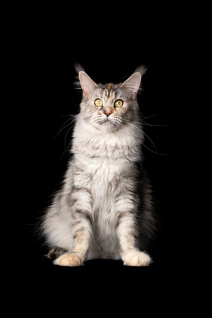 studio portrait of a beautiful black silver torbie maine coon cat sitting looking at camera isolated on black background with copy spaceの写真素材