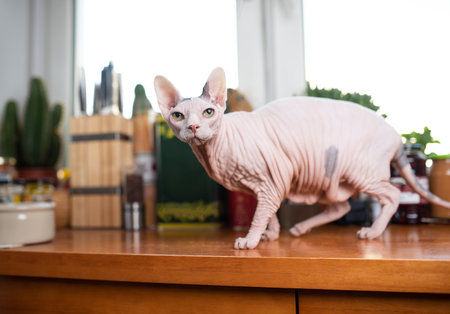 side view of a sphynx cat standing on kitchen table in front of window looking at cameraの写真素材