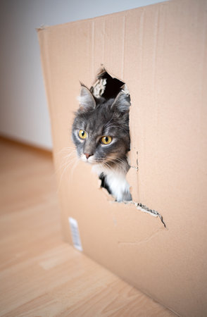blue tabby maine coon cat sticking its head through a hole of a cardboard boxの写真素材