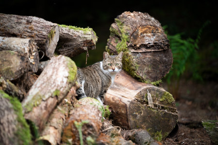 tabby white cat on a pile of tree trunks in the forest looking back at cameraの写真素材