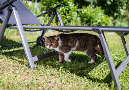 cat escpaing from the heat searching a shady place under a sun lounger in the back yard on a hot and sunny dayの写真素材