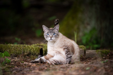 tabby cat grooming in the forestの写真素材