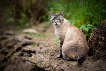 grumpy tabby cat with blue eyes outdoors in nature looking back at camera