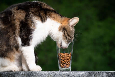 side view of a cat trying to reach dried food in glassの写真素材