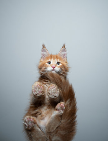 bottom view of cute ginger maine coon kitten sitting on glass table looking at camera with copy spaceの写真素材