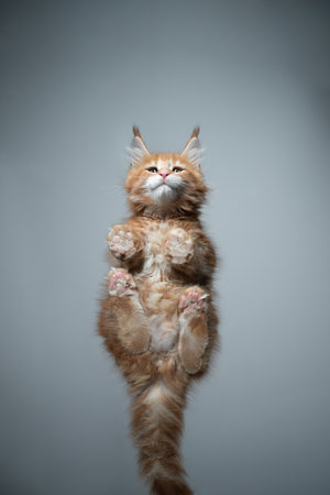 bottom view of an adorable ginger tabby maine coon kitten sitting on a glass table with copy spaceの写真素材