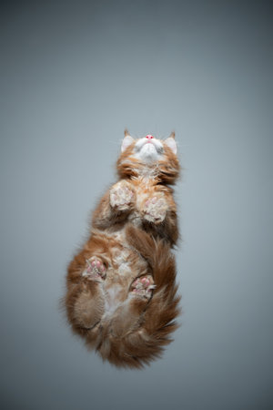 bottom view of cute ginger maine coon kitten sitting on glass table with copy spaceの写真素材