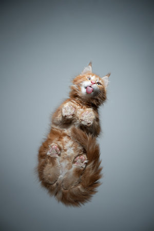 bottom view of a cute red ginger maine coon kitten licking glass table on gray background with copy spaceの写真素材